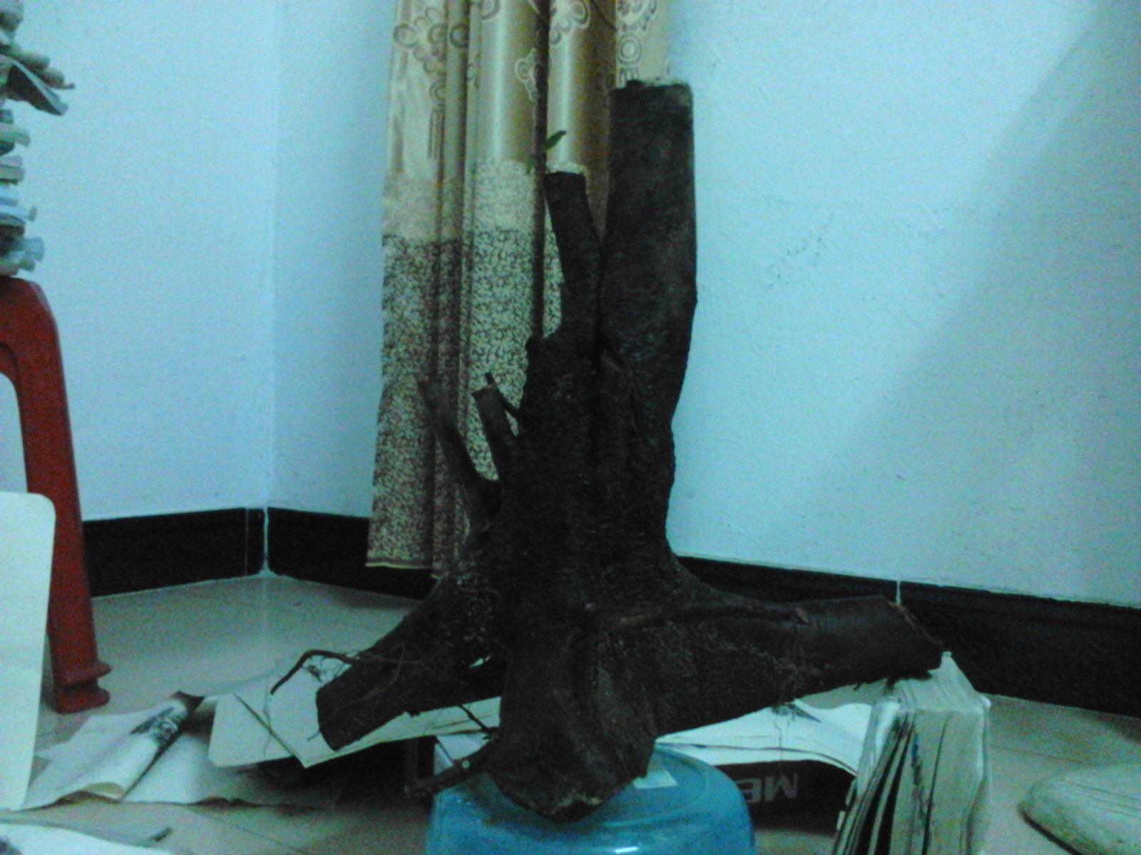 Camera_20110109_084628.jpg