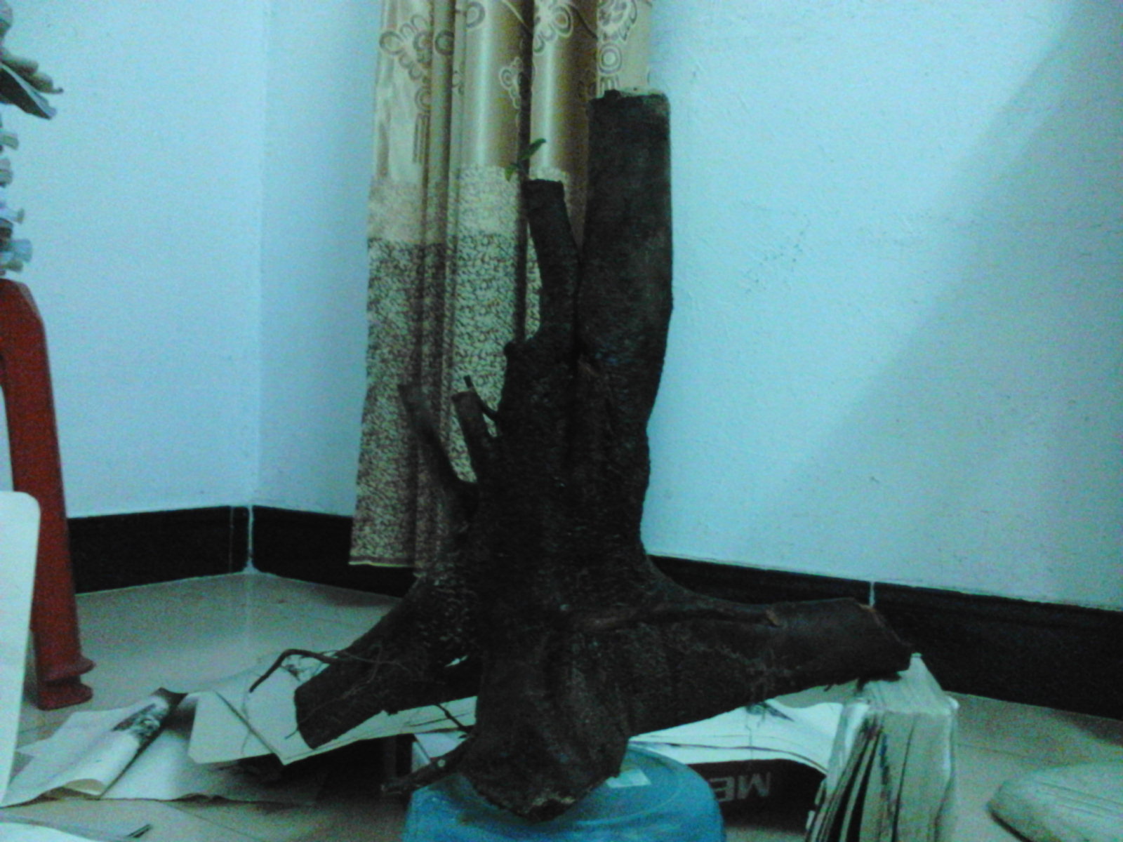 Camera_20110109_084631.jpg