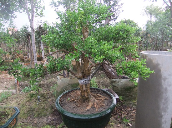 DSCF9468.JPG