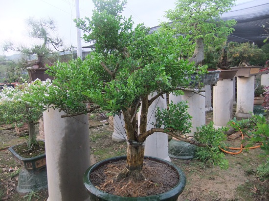 DSCF9471.JPG