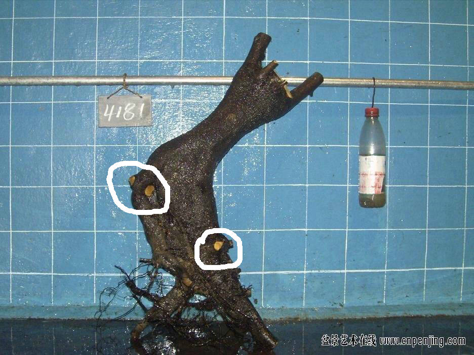 234921en7nbbns2rnrtpd2_jpg_thumb.jpg