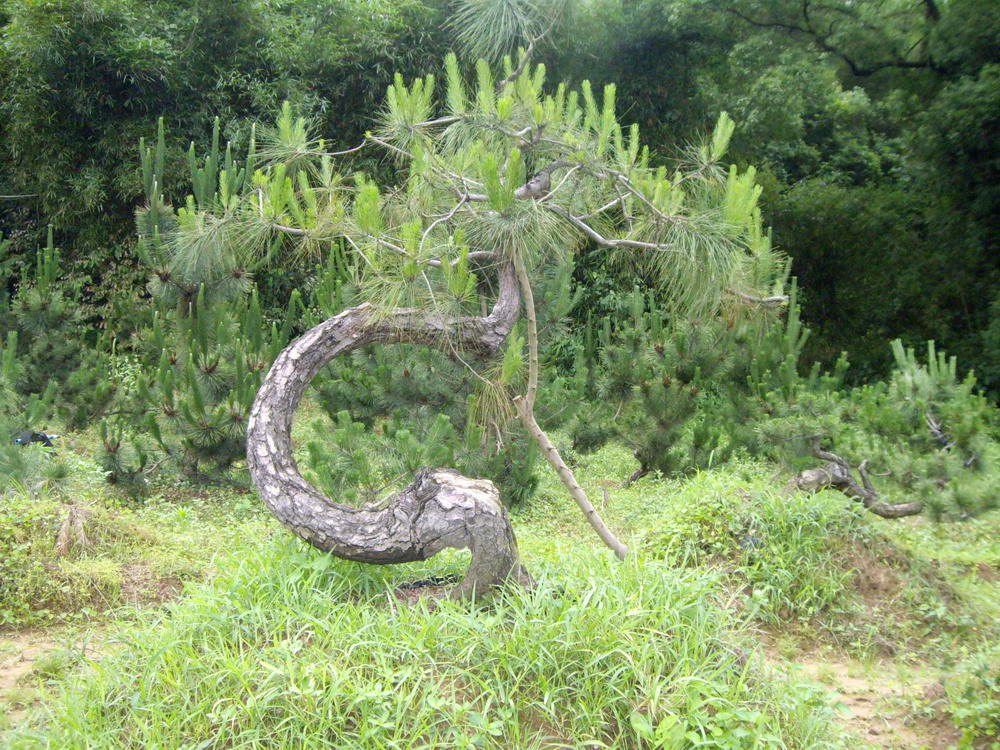 IMGP9915.JPG