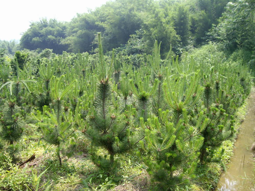 IMGP9935.JPG