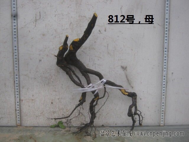 TIMG_422002626.59689.JPG