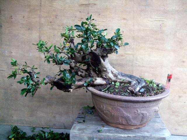 DSCF0120.JPG