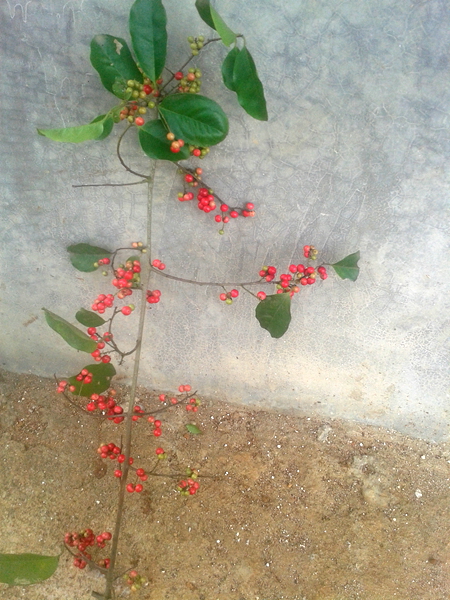 20140519_103644.jpg