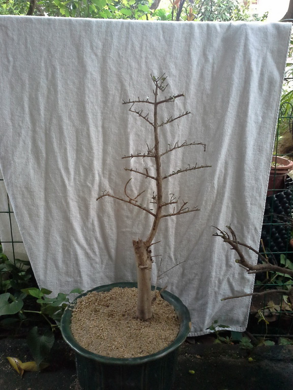 20140520_124338_С.jpg