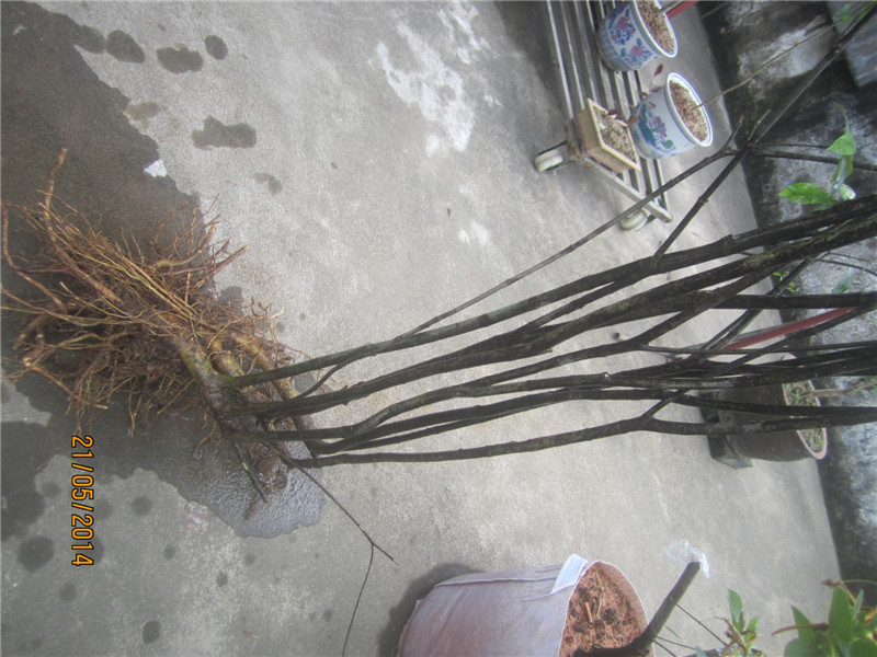Ƭ 005.jpg
