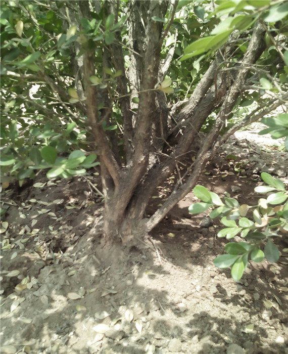 IMG20140521115817.jpg