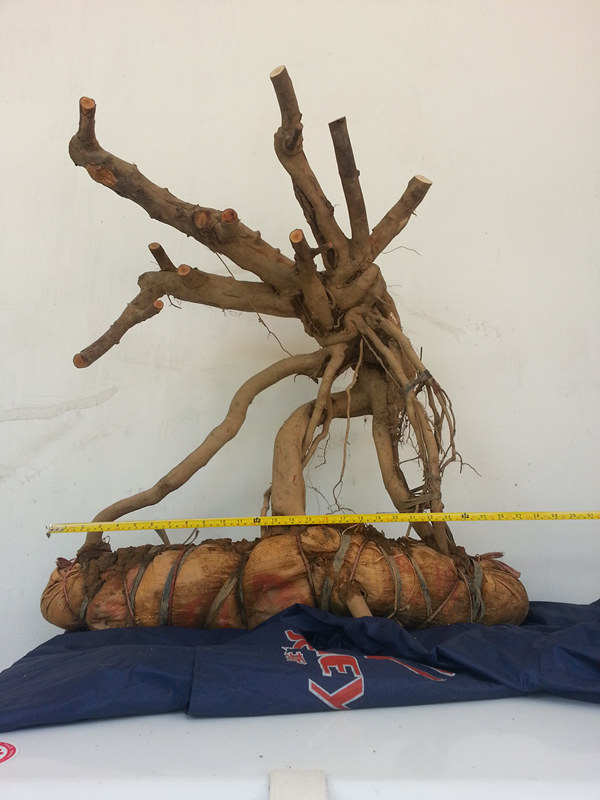 20140525_132246_11.jpg
