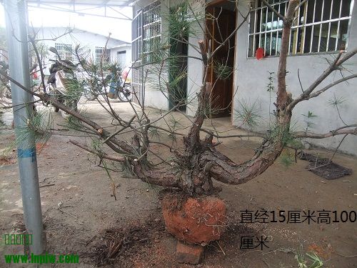 DSCF9370.JPG