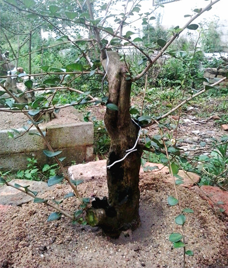 20140516_172317_.jpg