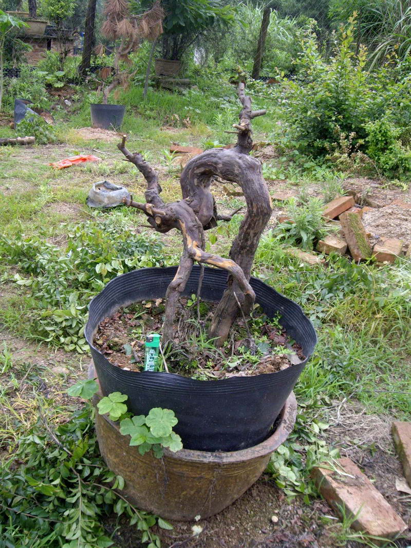 IMGP9829.JPG