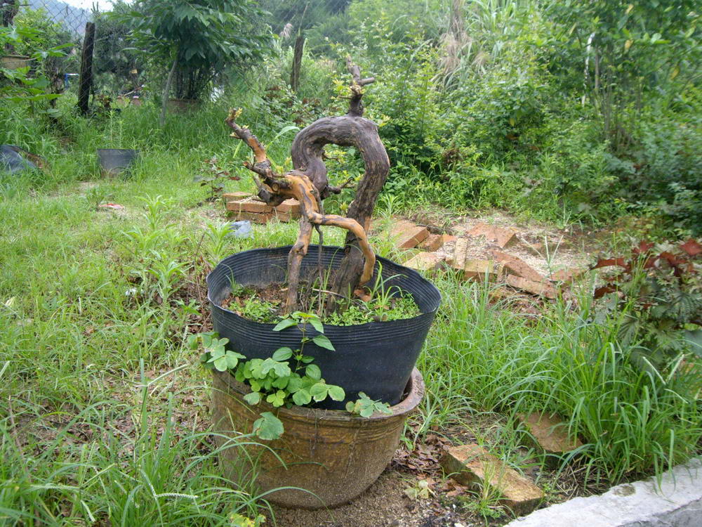 IMGP0011.JPG