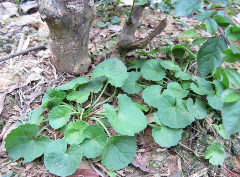 实用中药草:小叶金钱草,车前草.