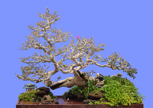 DSC_1635.JPG