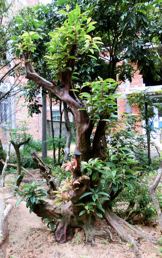 CIMG0921.JPG