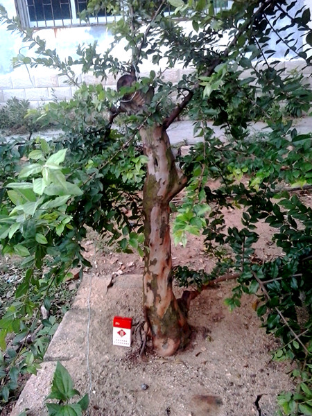 20140604_184252_.jpg