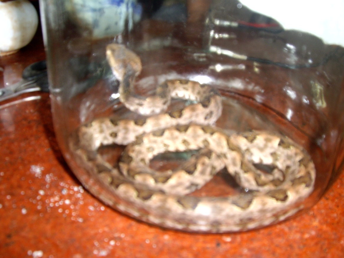 IMGP0035.JPG