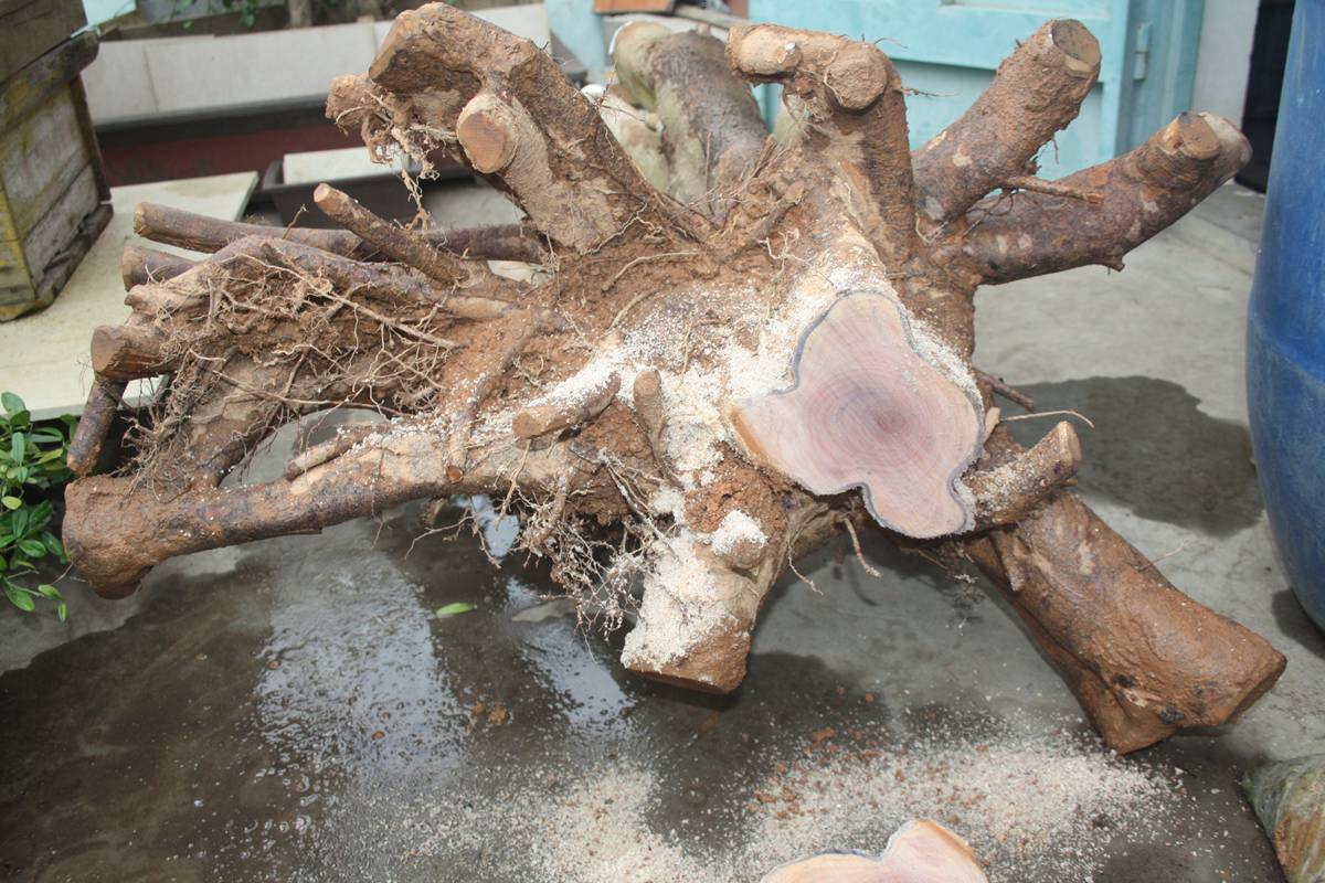 Ƭ20131026ۺ 1385.jpg