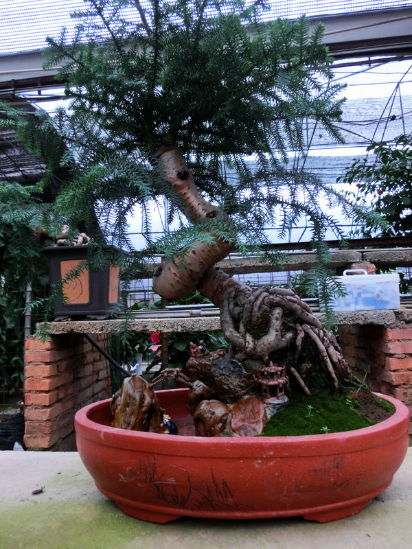 CIMG0811.JPG