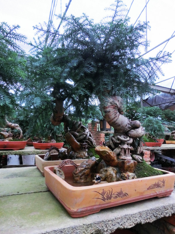 CIMG0816.JPG