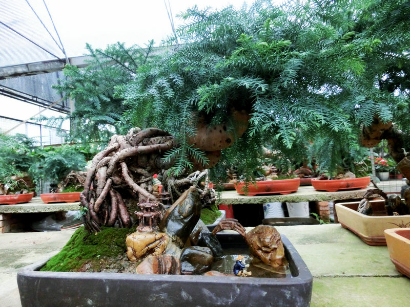 CIMG0817.JPG