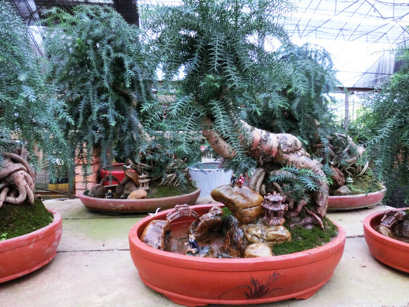 CIMG0827.JPG