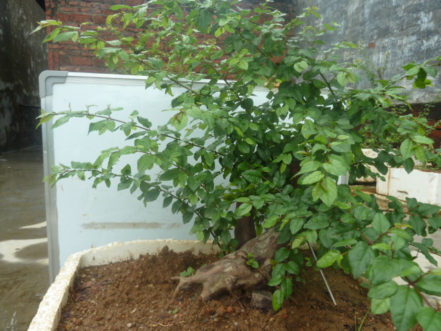 P1000722.JPG