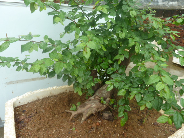 P1000723.JPG