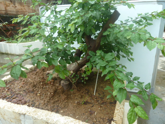 P1000724.JPG