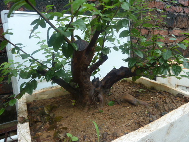 P1000727.JPG