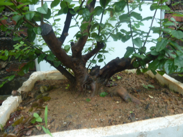 P1000728.JPG