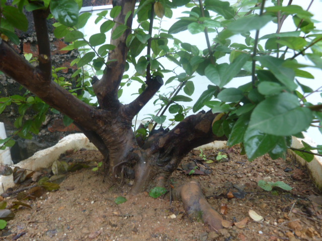 P1000729.JPG