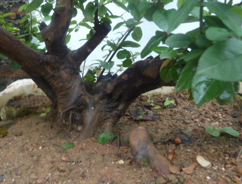 P1000729-1.jpg