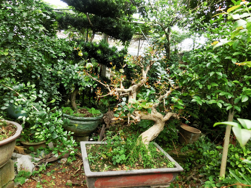 CIMG0864.JPG