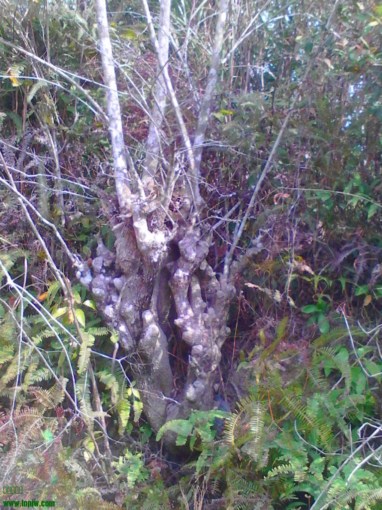 Camera_20110120_114807.jpg