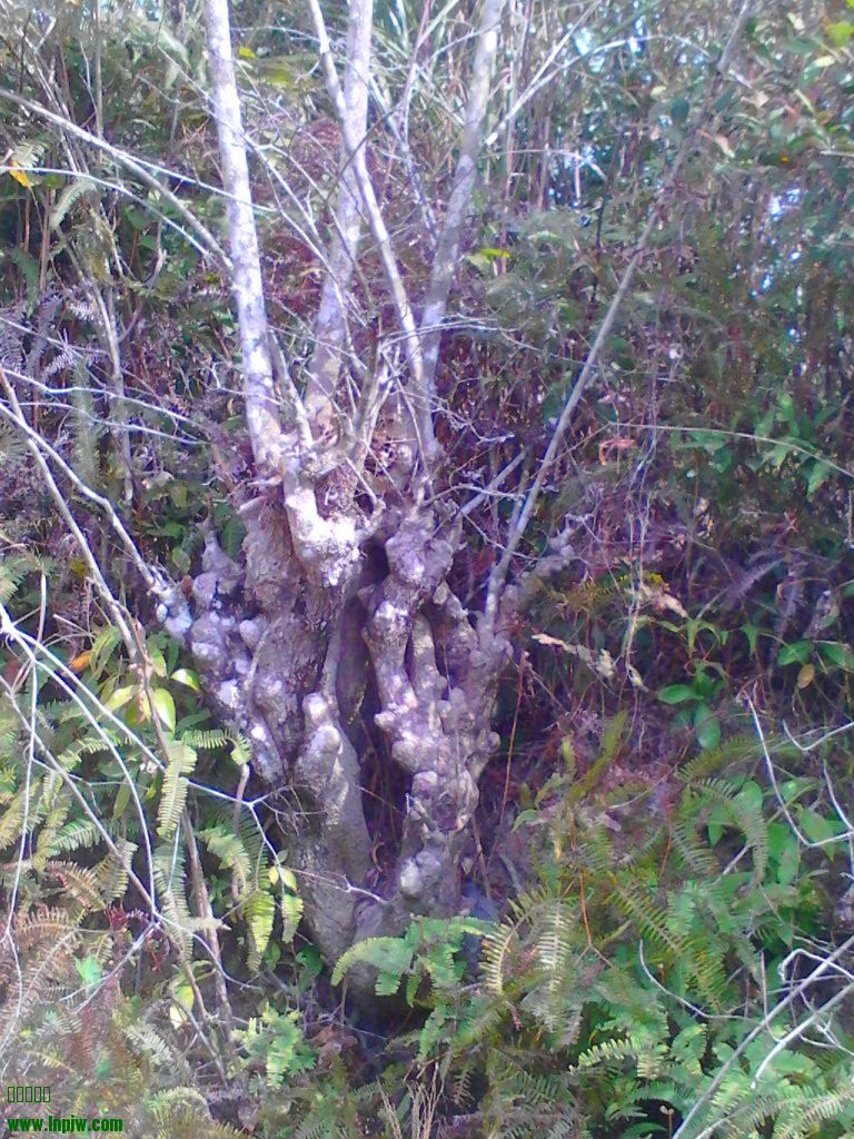 Camera_20110120_114809.jpg