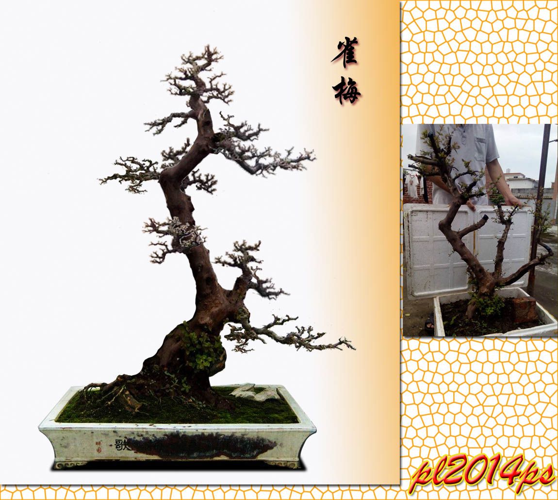 pl2014ps_3_11271234566www1wq.jpg