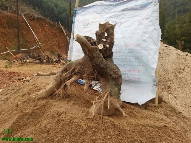 20140316_113001 (640x480).jpg