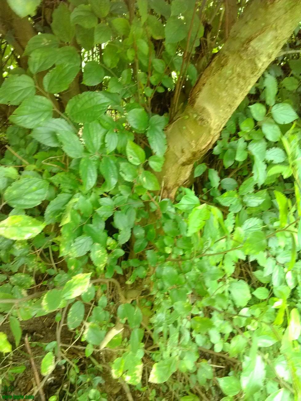 IMG_20140611_172906.jpg