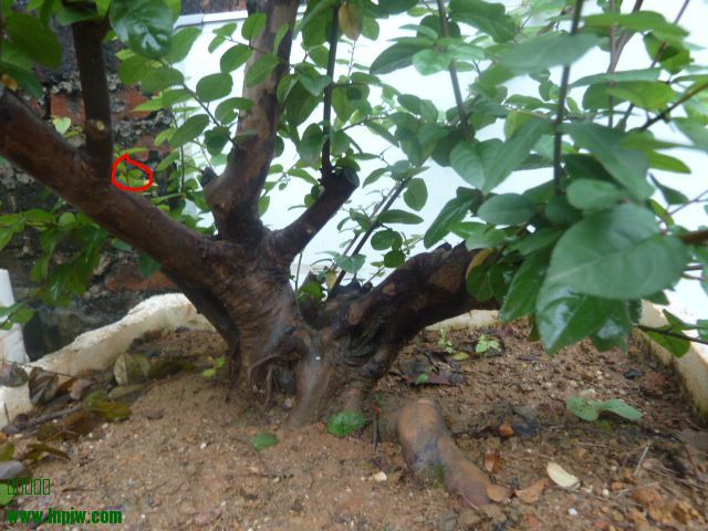 P1000729.JPG