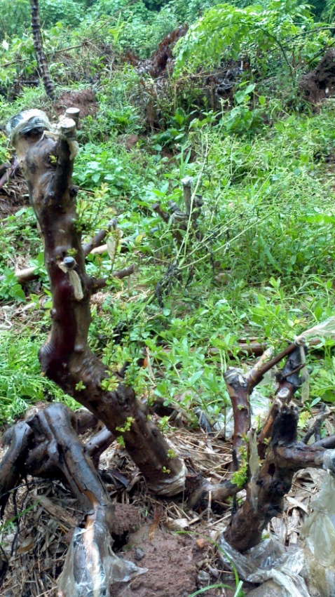 2014-06-11_18-32-19_474_conew1.jpg
