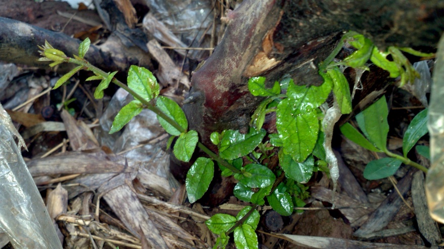 2014-06-05_18-34-04_907_conew1.jpg