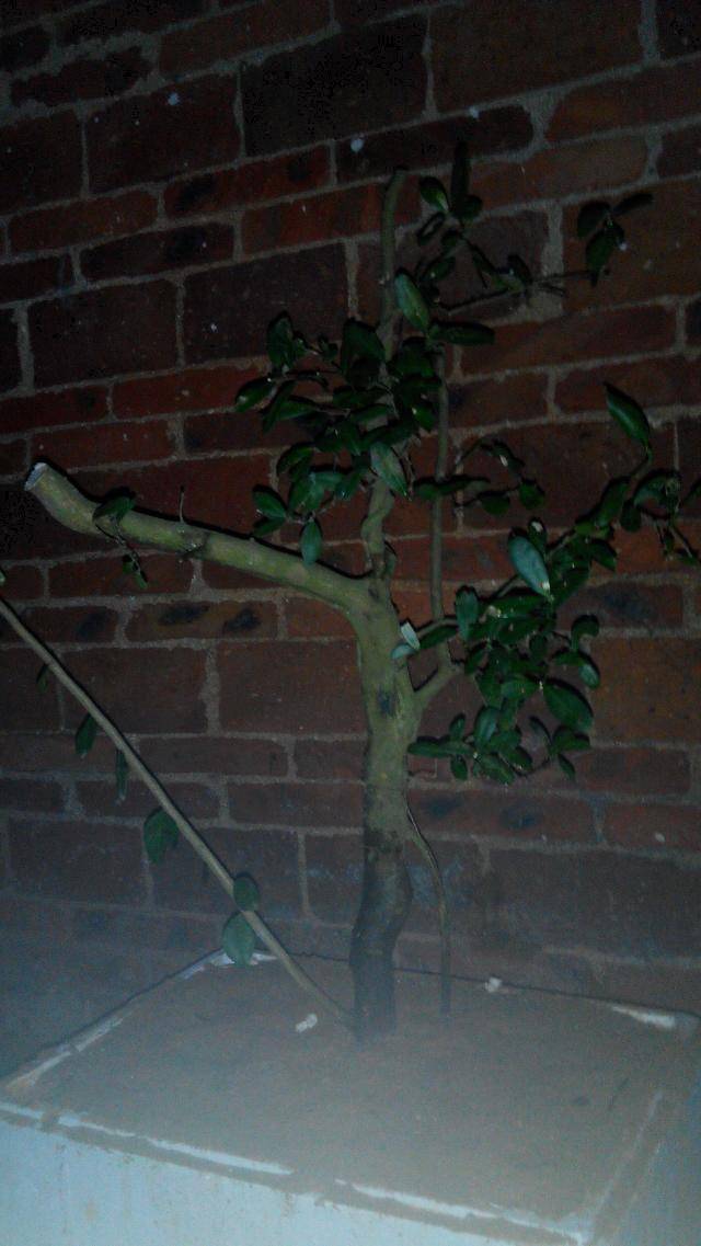 123606u0mrzxgnx8n05riu.jpg.thumb.jpg