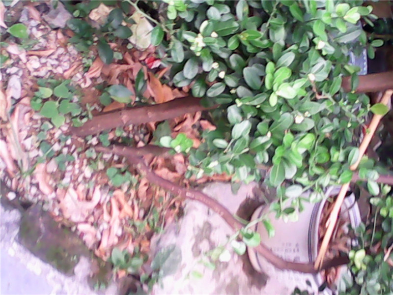 IMG_20140616_181932.jpg
