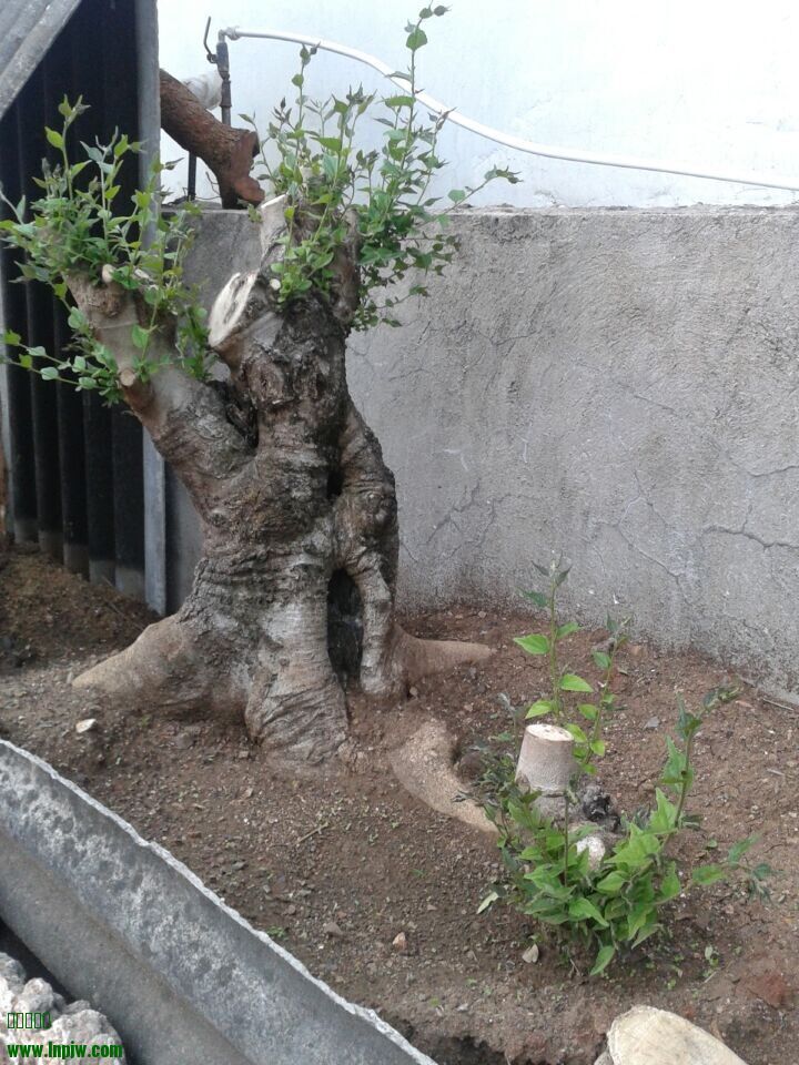 QQͼƬ20140618082119.jpg
