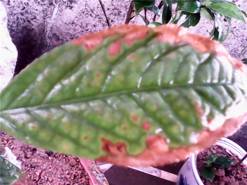 IMG_20140617_102558.jpg