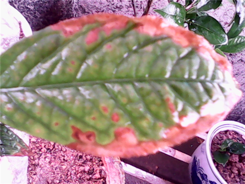 IMG_20140617_102544.jpg