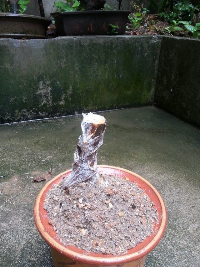 TIMG_425021078.28734.JPG